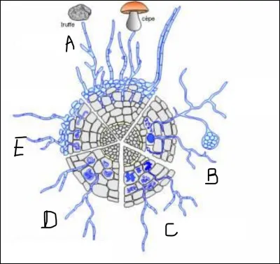 Complétez ce schéma.
