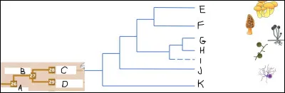 Complétez cet arbre.