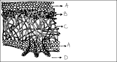 Complétez le schéma.