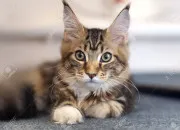 Test Quel animal domestique est fait pour toi ?