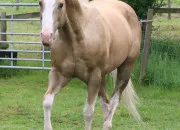 Test Quelle race de cheval es-tu ?