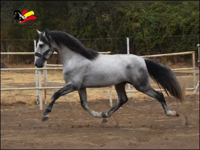 Quel type de cheval es-tu ?