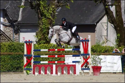 Quelle race de cheval voudrais-tu être ?