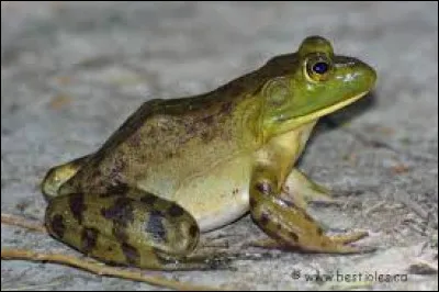 Cet animal est un ...