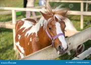 Quiz Un poney ou un cheval ?