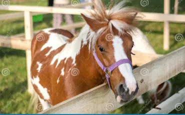 Quiz Poneys