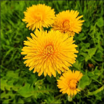 Comment nomme-t-on également le pissenlit ?