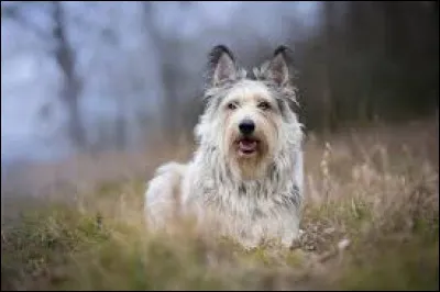 De que pays est originaire la race de chien appelée "berger picard" ?