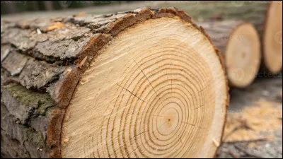 Quel est le nom des anneaux de croissance du tronc d'un arbre ?