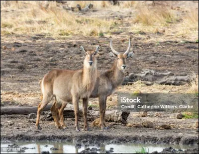 Antoine Verlay, ancien policier de la brigade criminelle, et Florence Chassagne, historienne de l'art, m&egrave;nent conjointement des enqu&ecirc;tes au sein de l'Office central de lutte contre le trafic des biens culturels (OCBC). Qui sont les interpr&egrave;tes principaux ?