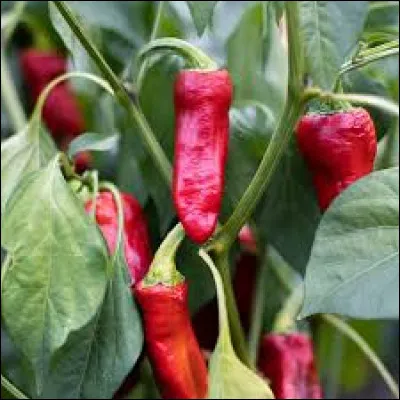 À vous de compléter : "Le piment ..." :