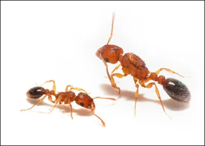 La fourmi est un insecte.