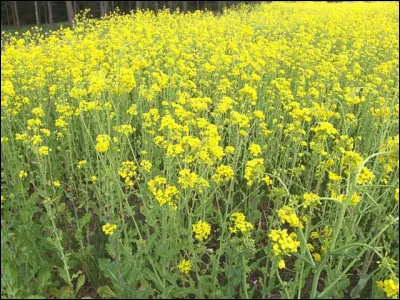 Ça s'en va, ça revient et ça repart, c'est la...