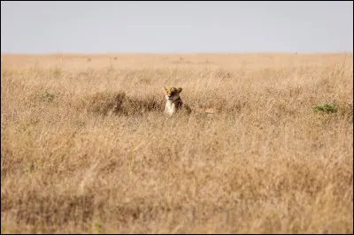 Frank Riva est une s&eacute;rie t&eacute;l&eacute;vis&eacute;e franco-allemande. Apr&egrave;s une longue disparition, l'ex-commissaire Frank Riva reprend du service pour r&eacute;gler des comptes avec la mafia et avec son propre pass&eacute;. Qui est ce commissaire ?