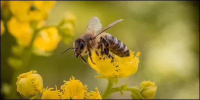 Quelle substance les abeilles utilisent-elles pour produire du miel ?