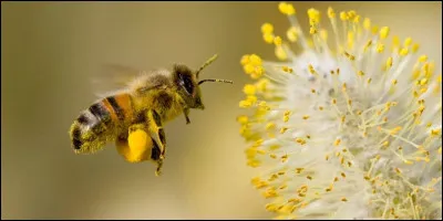 Comment désigne-t-on l'analyse du pollen présent dans le miel ?