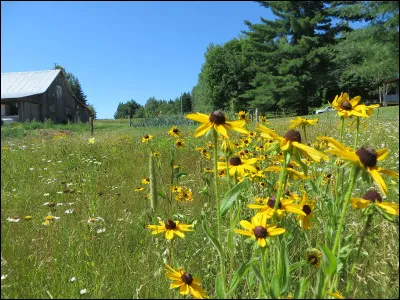 Qu'est-ce qui distingue le miel polyfloral ?