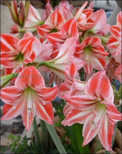 Les pétales sont .....