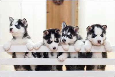 Mais cest son/sont chien !