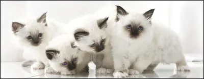 Le chat protège ces/ses chatons.