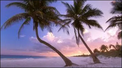 Combien de pattes les fourmis ont-elles ?