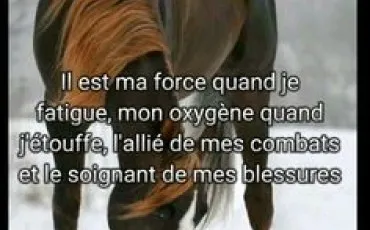 Quiz Equitation