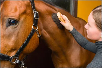 Commençons, comment s'appelle l'étape qui consiste à nettoyer son cheval et à le brosser ?