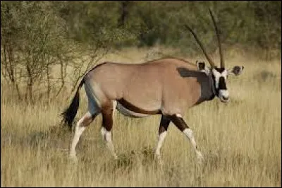Comment appelle-t-on cette antilope d'Afrique et d'Arabie aux cornes longues et effilées ?