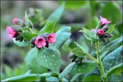 Comment désigne-t-on cette plance herbacée, utilisée autrefois pour soigner un organe du corps humain ?