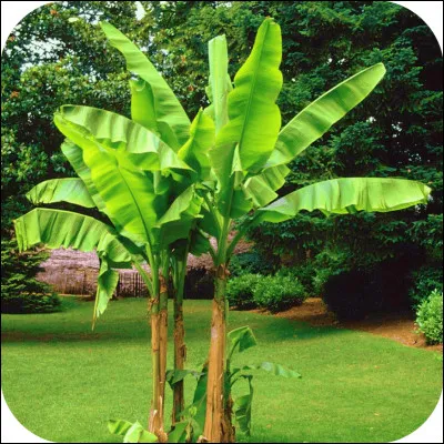 Quelle est la hauteur maximale qu'un bananier peut atteindre ?