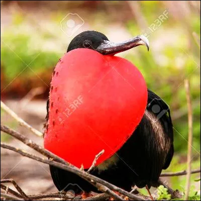 Quel oiseau, qui passe lessentiel de son temps dans les airs, possède, chez le mâle, un sac rouge quil peut gonfler sous la gorge ?