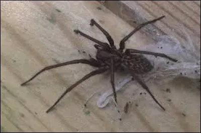 Cet animal est une ...