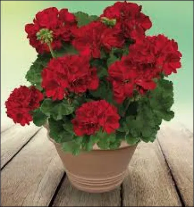 Cette plante est un ...