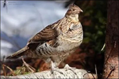 Dans chaque &eacute;pisode, un meurtrier, connu d&egrave;s le d&eacute;but de l'&eacute;pisode, pense avoir commis le crime parfait. Mais un duo d'enqu&ecirc;teurs cherche la faille dans le plan imagin&eacute; par le tueur. Il n'y a que 6 duos d'enqu&ecirc;teurs, quel est celui qui intervient dans le plus d'&eacute;pisodes ?