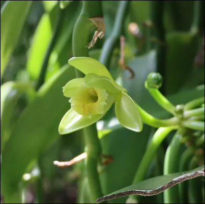 Quel est le nom de la plante cultivée pour produire de la vanille ?