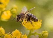 Test Pourrais-tu incarner une abeille ?