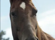 Quiz Quiz Galop 2