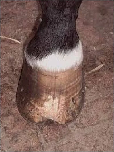 Comment s'appelle cette balzane ?