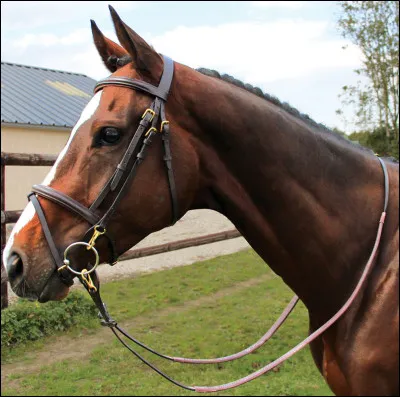 Laquelle de ces parties n'est pas sur le filet ?