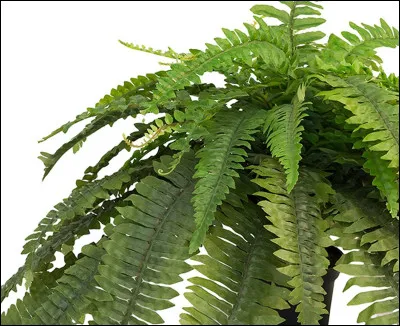 Le cheval mange-t-il des fougères ?