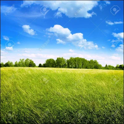 Le cheval peut-il manger des plantes ?