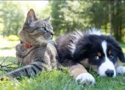 Test Chien ou chat ?