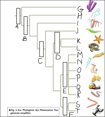 Compléter l'arbre phylogénétique suivant de A jusqu'à J