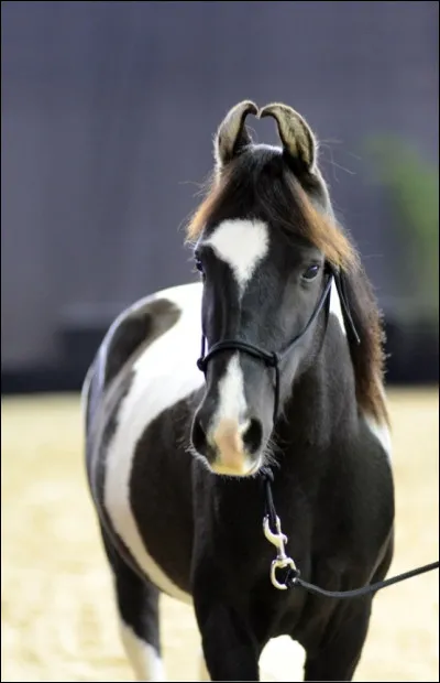Cest quelle race à ton avis ?