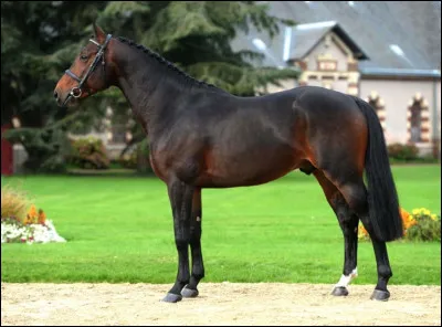 Quelle est cette race ?