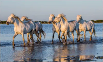 Et cette race sauvage ?