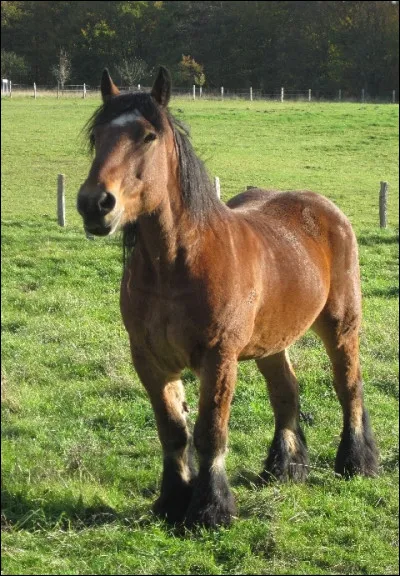 Tu connais la race de ce sang froid ?