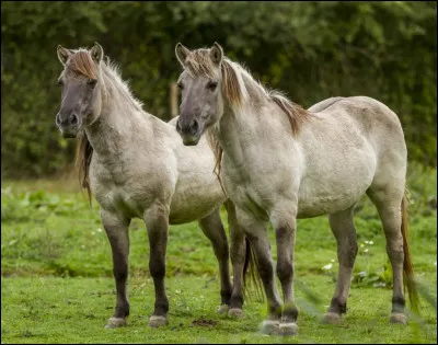 Quelle est cette race de cheval ?