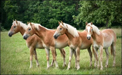 Quelle est cette race de cheval