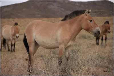 Quelle est cette race de cheval ?
